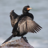 Crowned Cormorant